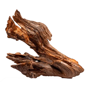 Scultura naturale in legno, Radice di Cirmolo