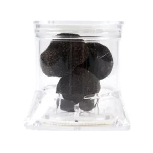 40 g Black Truffle Uncinatum in einem speziellen Behälter - Tuber Pack