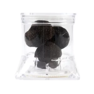 Kostbarer schwarzer Trüffel (Tuber Melanosporum), 40 g mit speziellem Tuber Pack-Behälter