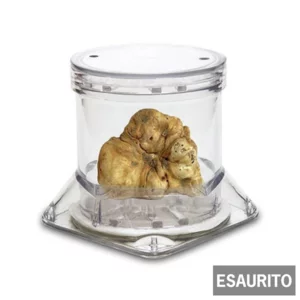 40 g weißer Trüffel in einem speziellen Behälter - Tuber Pack