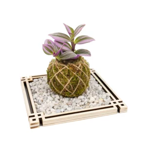 Kokedama Tradescantia-Pflanze mit Zen-Basis aus weißen Steinen, 17 x 17 cm