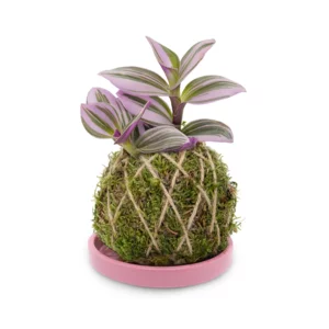 Kokedama Tradescantia-Pflanze mit rosa Terrakotta-Untertasse