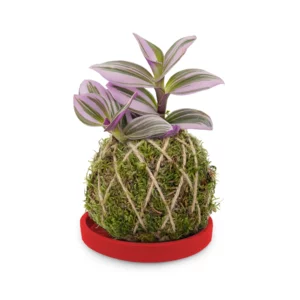 Kokedama Tradescantia-Pflanze mit rotem Terrakotta-Untersetzer, 9 cm