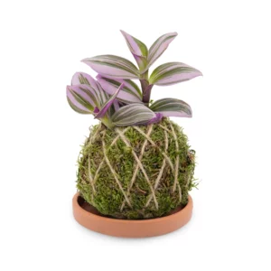 Kokedama Tradescantia-Pflanze mit natürlichem Terrakotta-Untersetzer, 9 cm